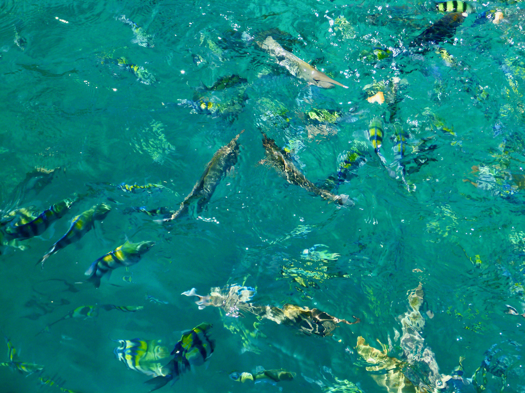 P1060135.jpeg P1060135.jpeg