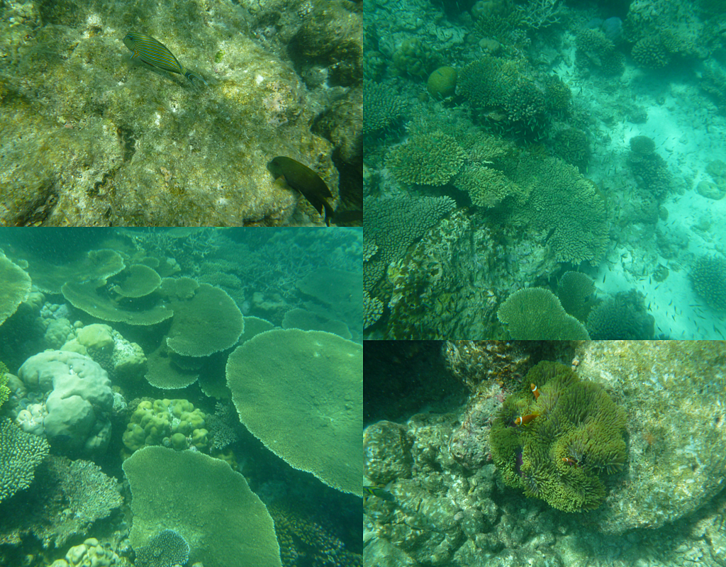 浮潛.png 浮潛.png