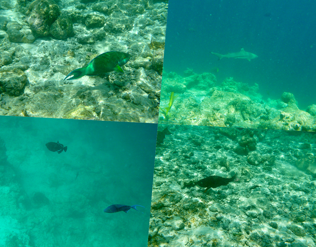 浮潛1.png 浮潛1.png