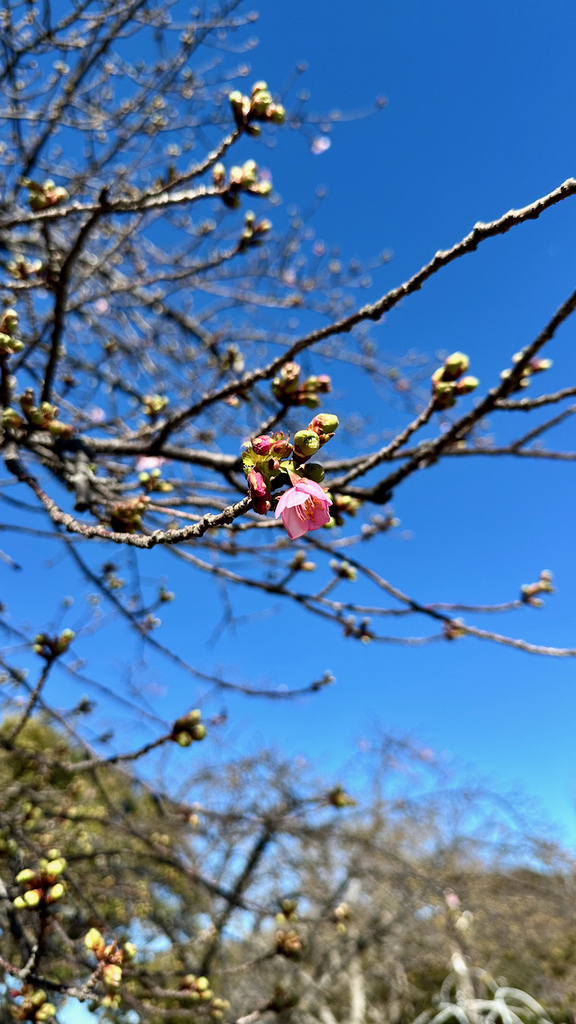 2024 關東冬遊記第二天(一):江之島 2024 關東冬遊記第二天(一):江之島