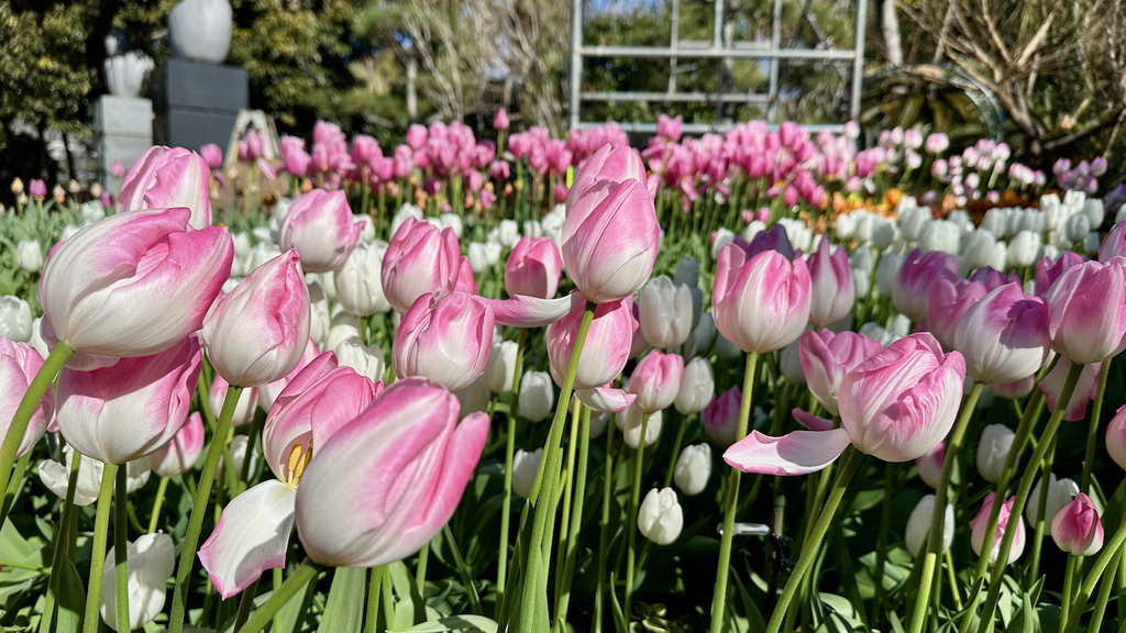 2024 關東冬遊記第二天(一):江之島 2024 關東冬遊記第二天(一):江之島