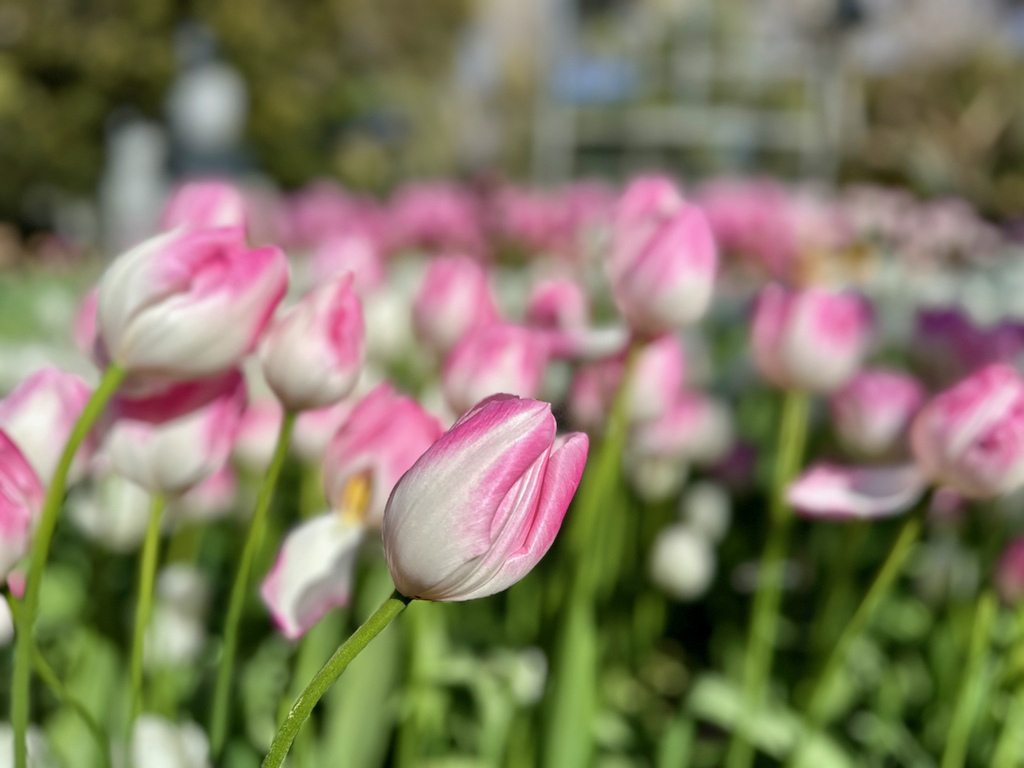 2024 關東冬遊記第二天(一):江之島 2024 關東冬遊記第二天(一):江之島