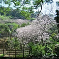 2017年4月3日陽明山坪頂古圳&橘餐廳_170403_0390.jpg