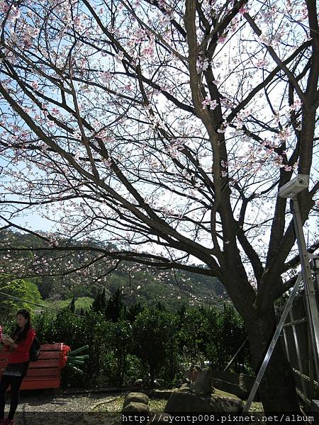 2017年4月3日陽明山坪頂古圳&橘餐廳_170403_0411.jpg