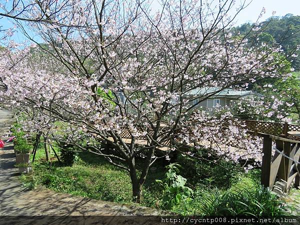 2017年4月3日陽明山坪頂古圳&橘餐廳_170403_0431.jpg