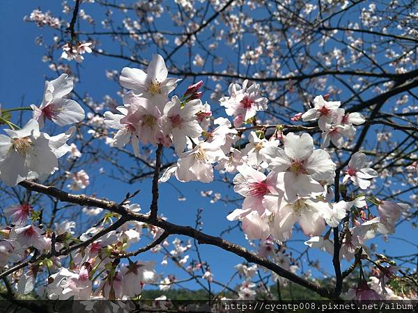 2017年4月3日陽明山坪頂古圳&橘餐廳_170403_0494.jpg