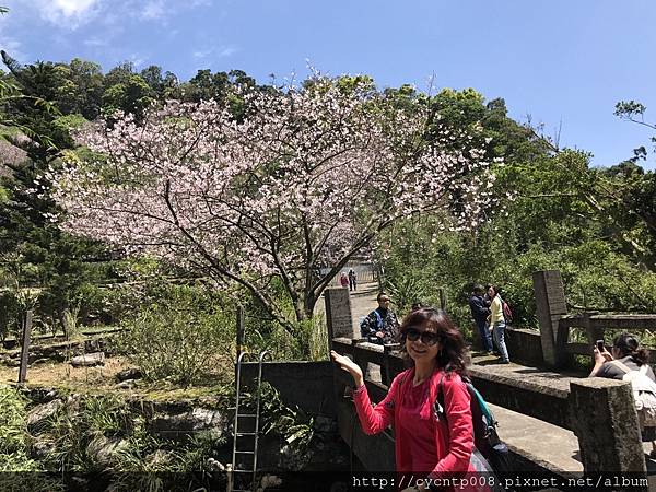 2017年4月3日陽明山坪頂古圳&橘餐廳_170403_0527.jpg