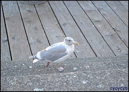 不愛逛街也可以拿著啤酒來到後方，靜靜吹海風及玩海鳥0.0