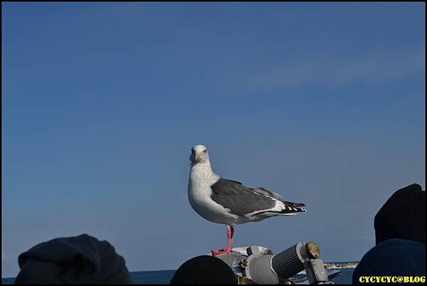 021強烈懷疑這裡的海鳥是船員訓練的.JPG