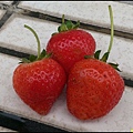 160315草小莓採收的完美4號5號6號果