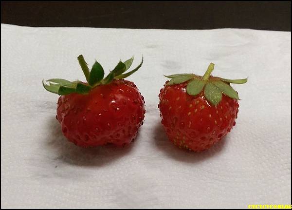 20160521收成超迷你的草莓7號、8號果