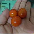 20160509玉女蕃茄收成的6、7、8號果~