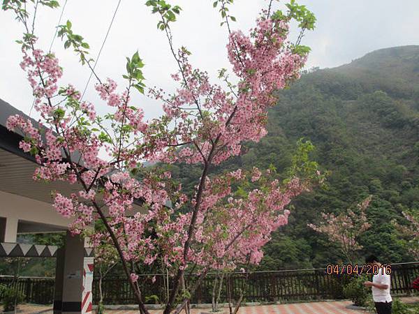 拉拉山風景201604 (1).JPG 拉拉山風景201604 (1).JPG