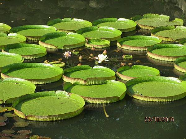 春秋閣蓮花20151024 (27).JPG 春秋閣蓮花20151024 (27).JPG