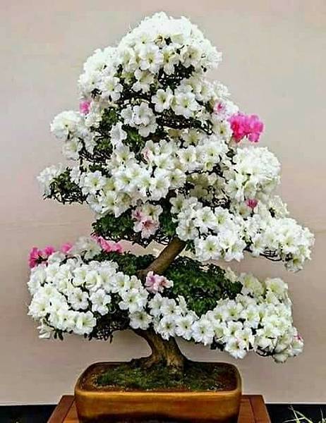 盆栽之美-3-.jpg 盆栽之美-3-.jpg