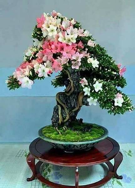 盆栽之美-10-.jpg 盆栽之美-10-.jpg
