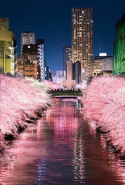 日本櫻花夜景-2-.jpg 日本櫻花夜景-2-.jpg