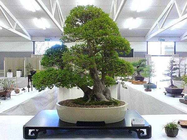 大小盆栽-1-.jpg 大小盆栽-1-.jpg