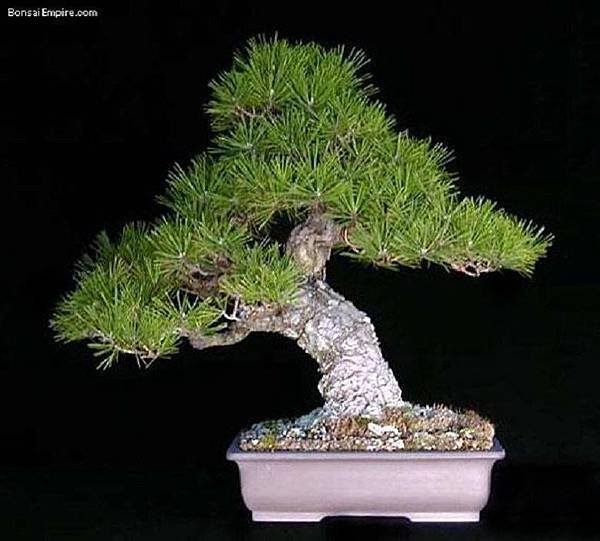 大小盆栽-4-.jpg 大小盆栽-4-.jpg