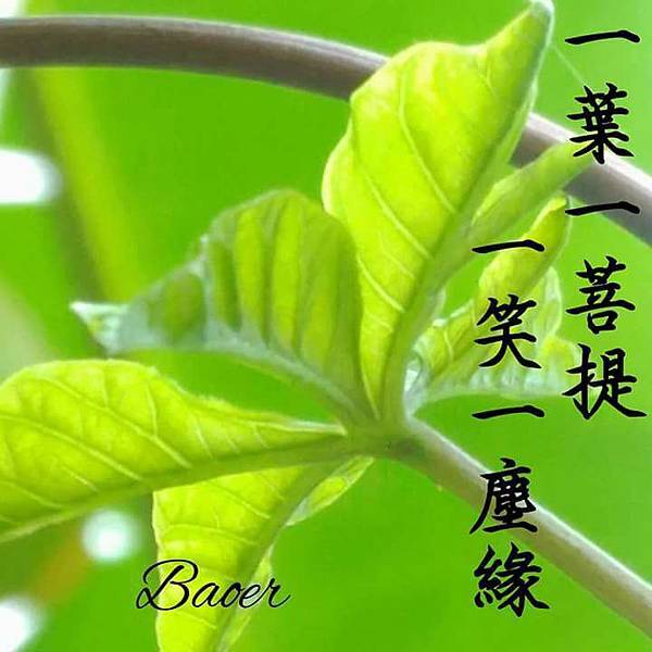一葉一菩提.jpg 一葉一菩提.jpg