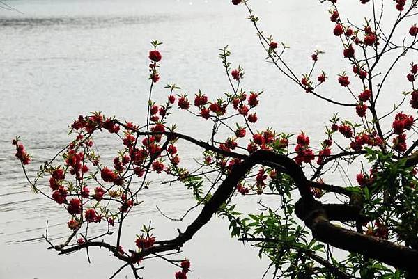 春意西湖-3-.jpg 春意西湖-3-.jpg