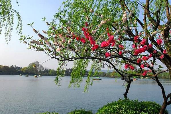春意西湖-5-.jpg 春意西湖-5-.jpg