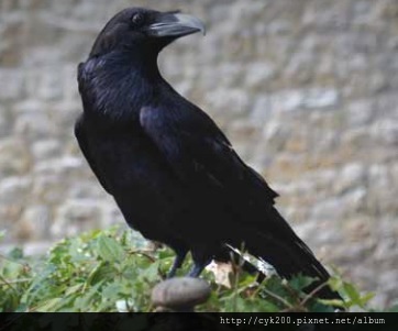 Tower of London - Raven