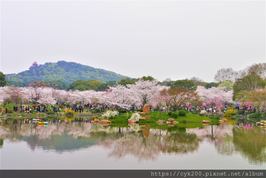 '19 03 24 _151 東湖櫻花園 (2).JPG