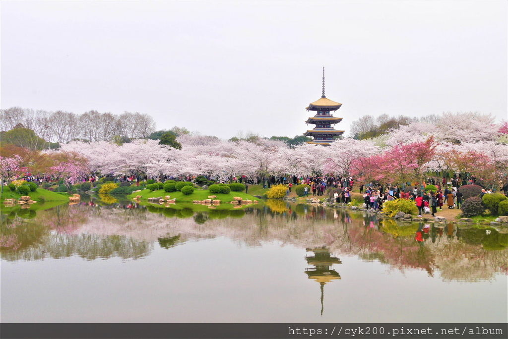 '19 03 24 _014 東湖櫻花園 (2).JPG