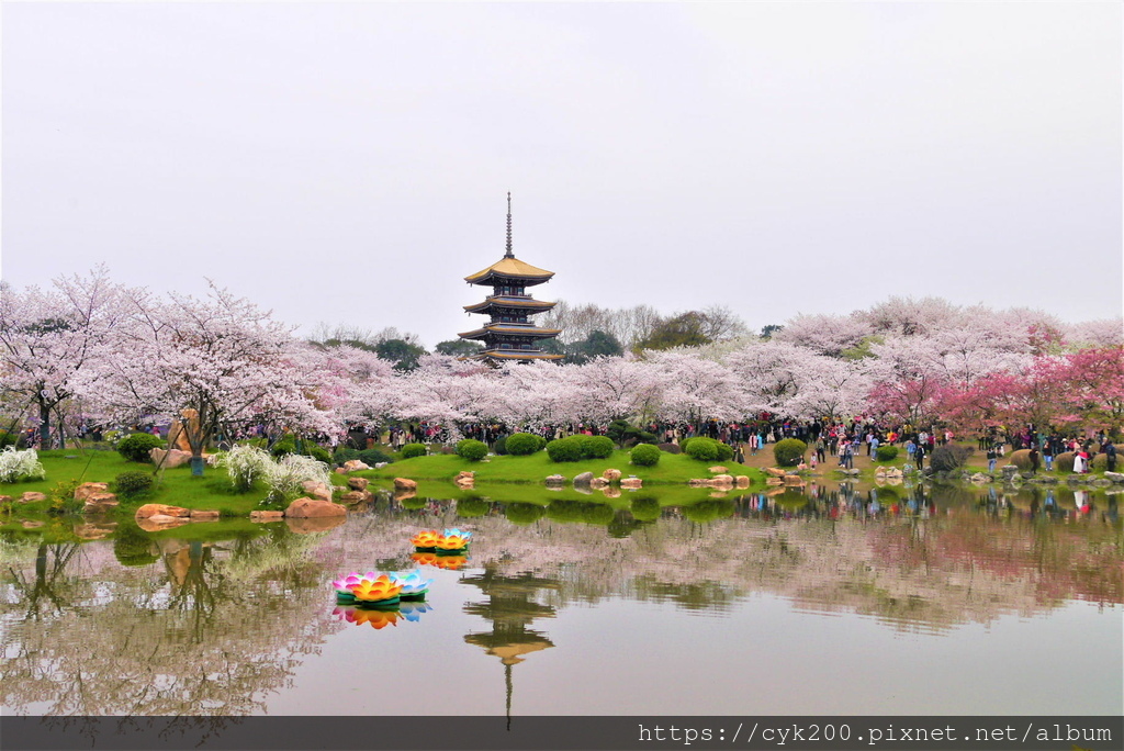 '19 03 24 _025 東湖櫻花園 (2).JPG