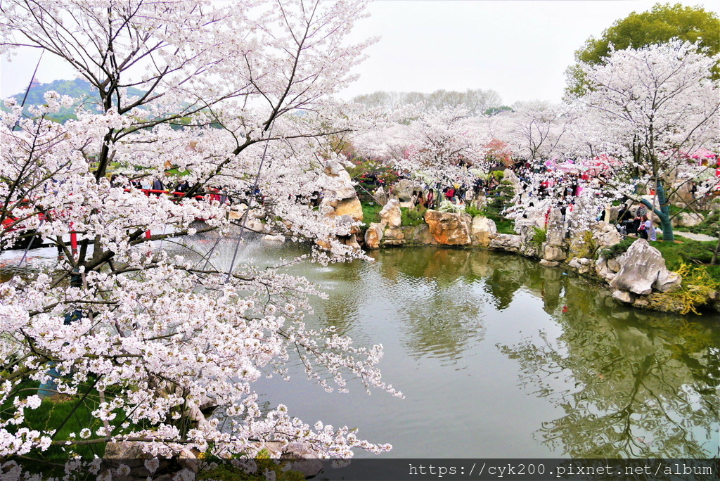 '19 03 24 _110 東湖櫻花園 (2).JPG