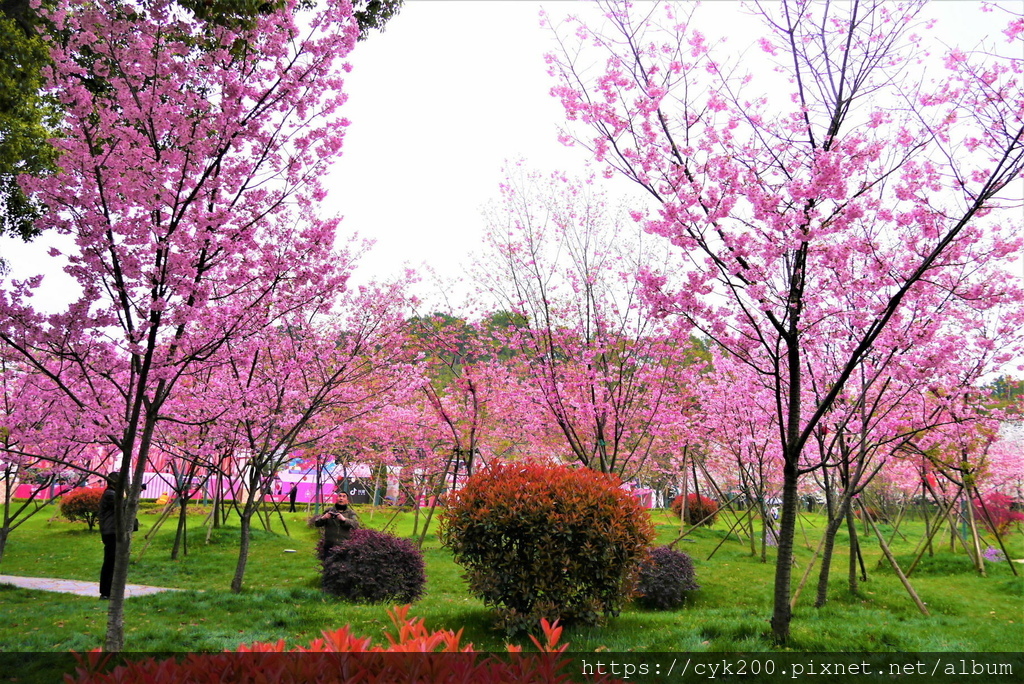 '19 03 24 _129 東湖櫻花園 (2).JPG