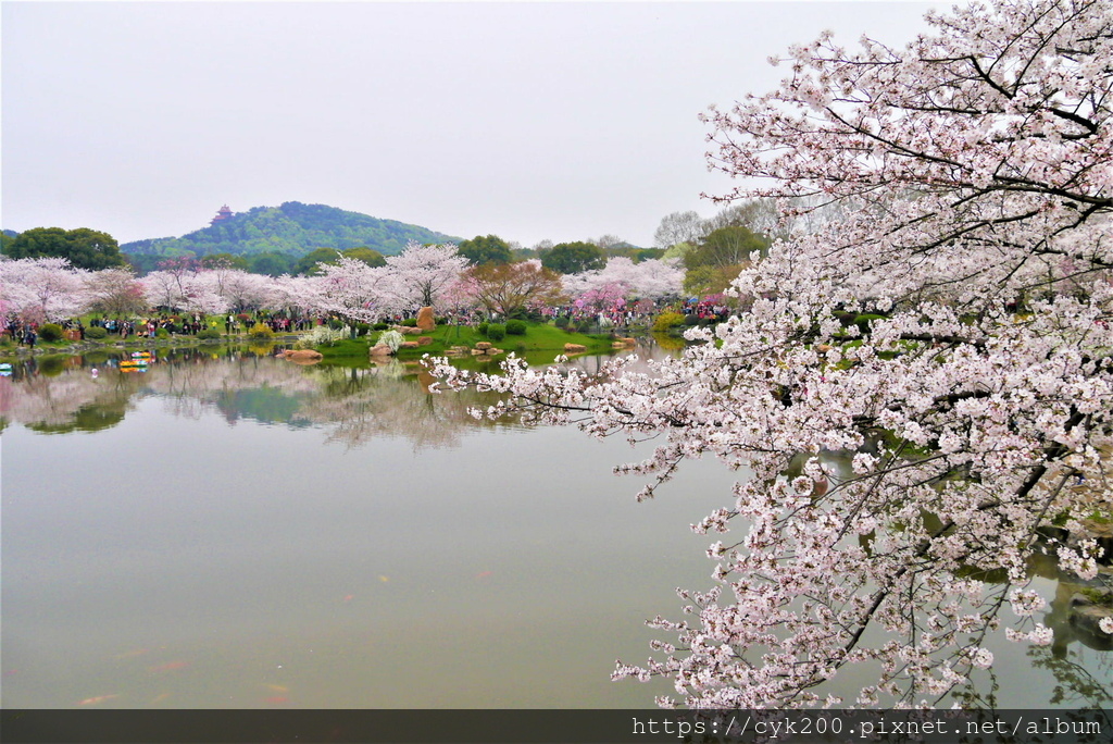 '19 03 24 _143 東湖櫻花園 (2).JPG