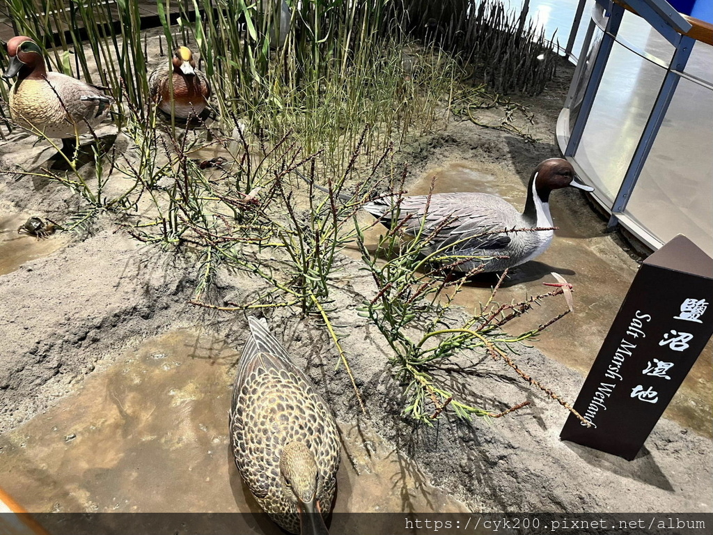 '21 11 06 _19 台江國家公園 遊客中心暨行政中心園區 (台江學園水上屋).jpg '21 11 06 _19 台江國家公園 遊客中心暨行政中心園區 (台江學園水上屋).jpg