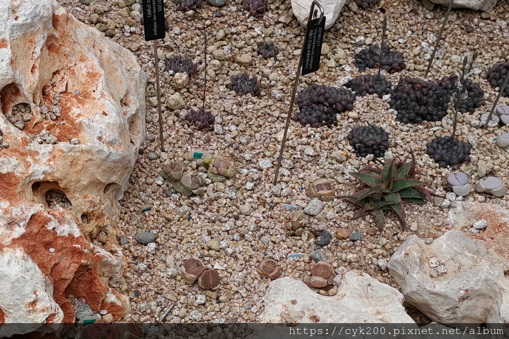 '23 04 26 _037 Seoul Botanic Park 首爾植物園 Lithops 石生花(石頭玉).JPG