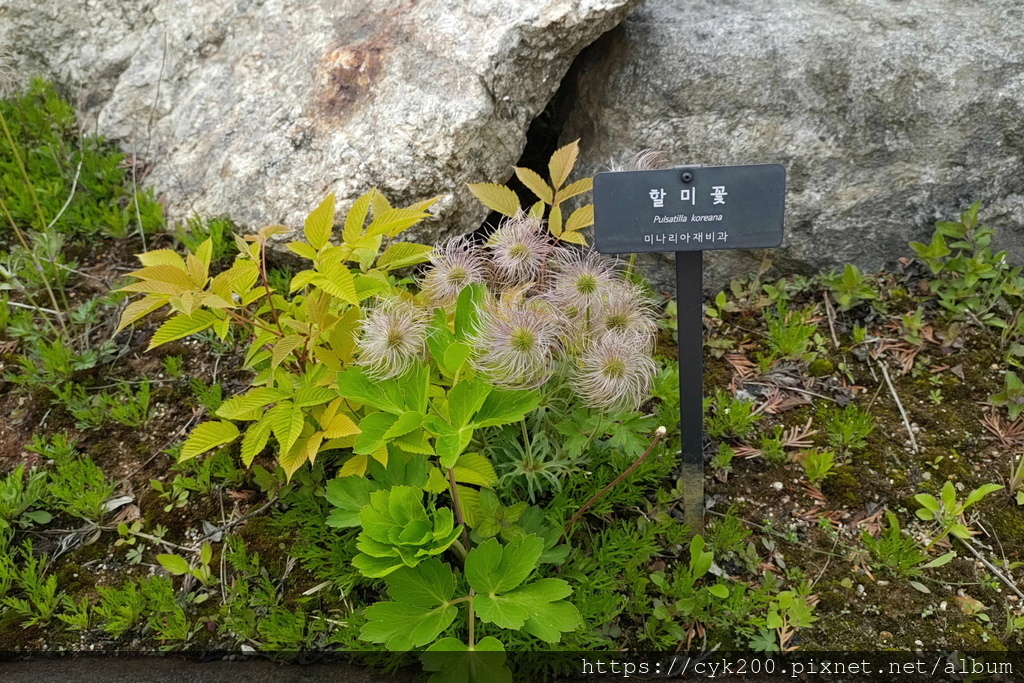 '23 04 26 _082 Seoul Botanic Park 首爾植物園.JPG