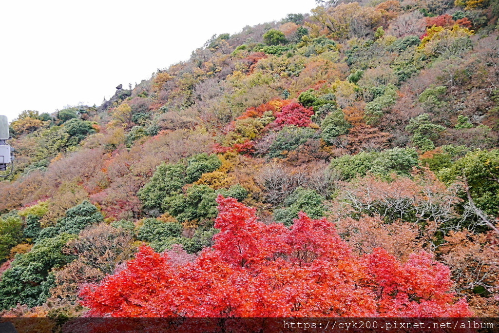 '23 11 27 _119 小豆島 寒霞溪纜車 山頂站-紅雲站.JPG