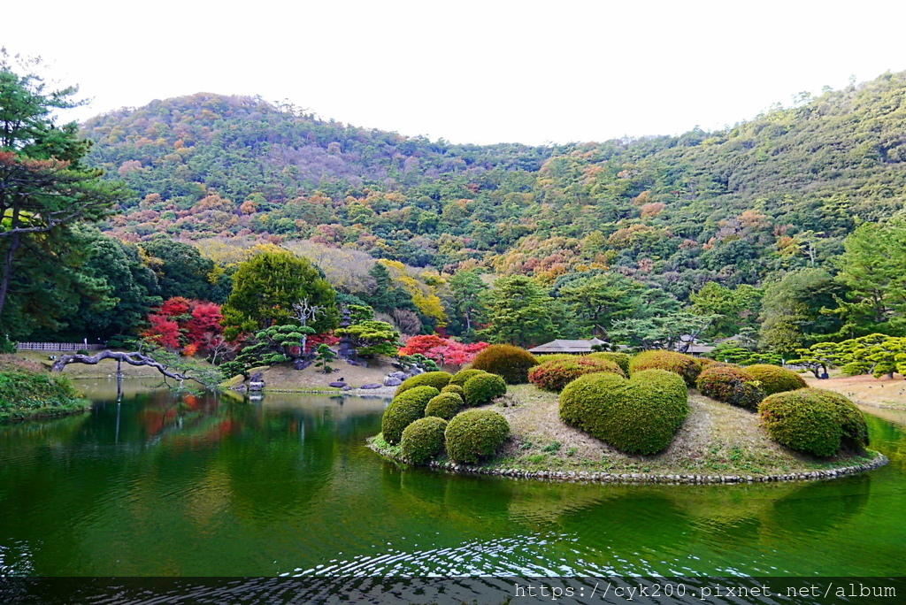 '23 11 30 _105 栗林公園 杜鵑嶼(戀愛杜鵑).JPG