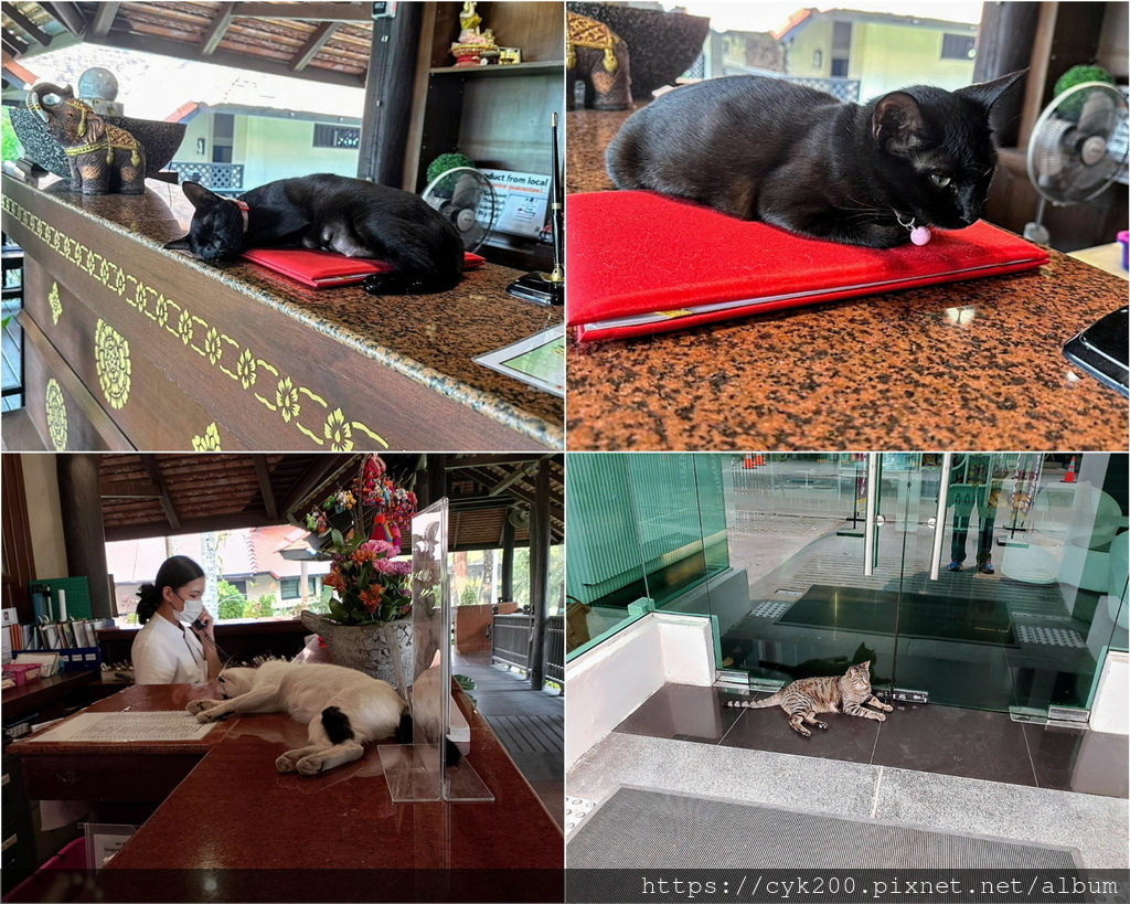 2024 05 清邁貓好多.jpg 2024 05 清邁貓好多.jpg