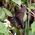 DSC_0092.jpg