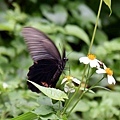 DSC_0097.jpg