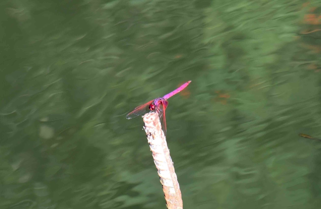 紫紅蜻蜓.jpg