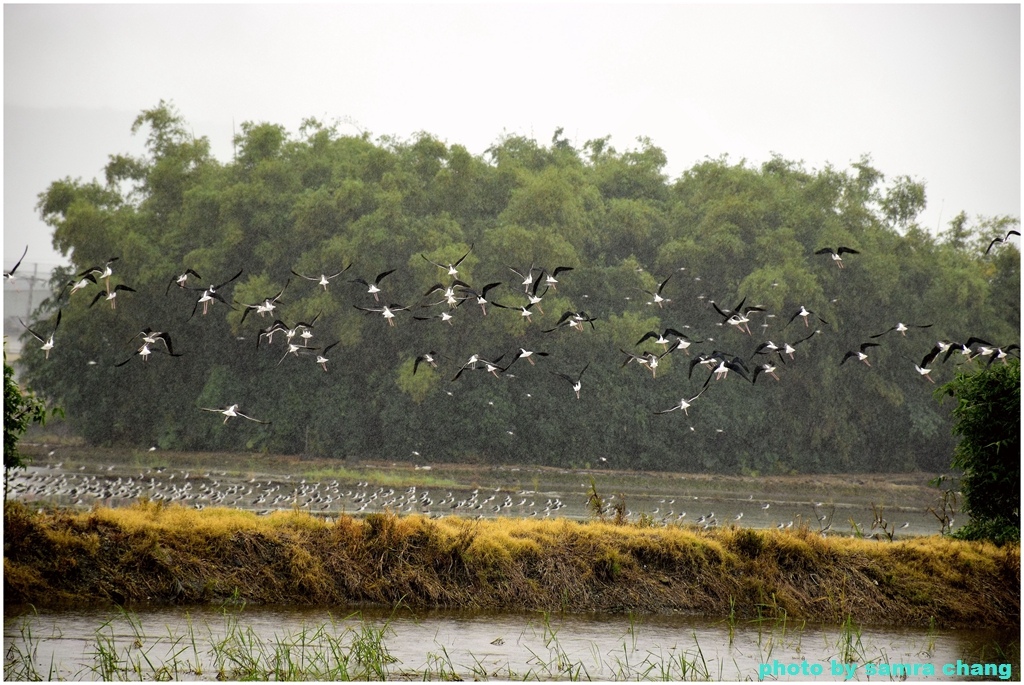 大雨中宜蘭52甲濕地賞鳥1126