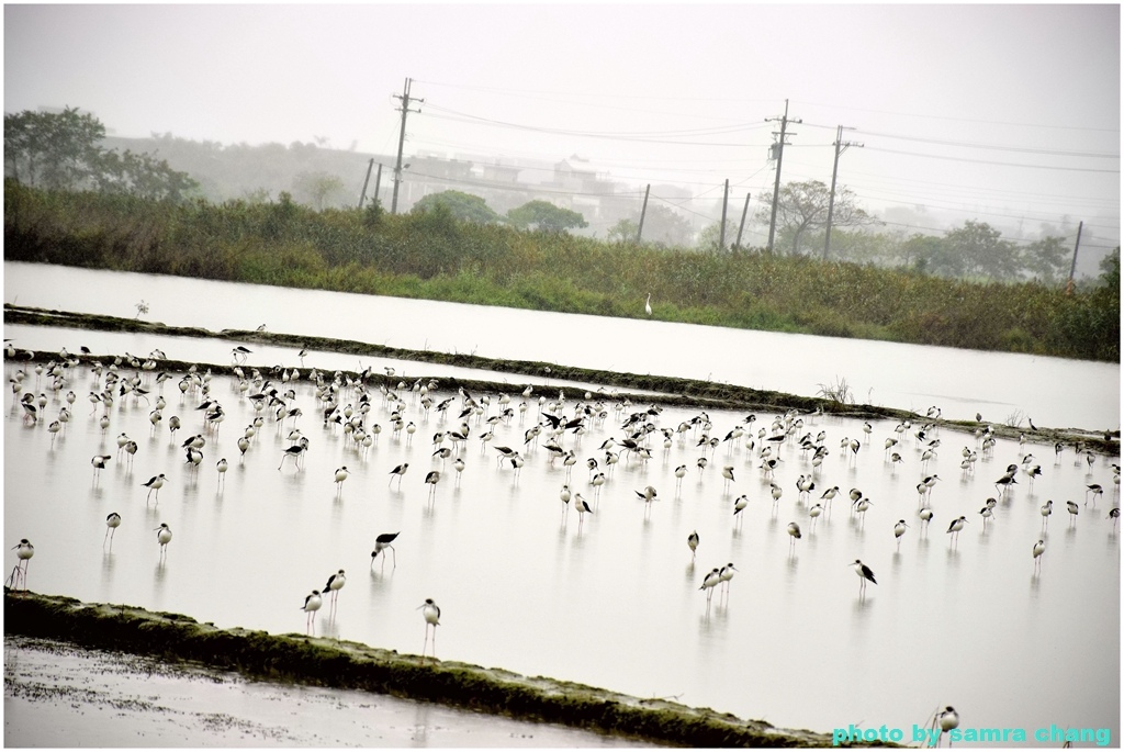 大雨中宜蘭52甲濕地賞鳥1126