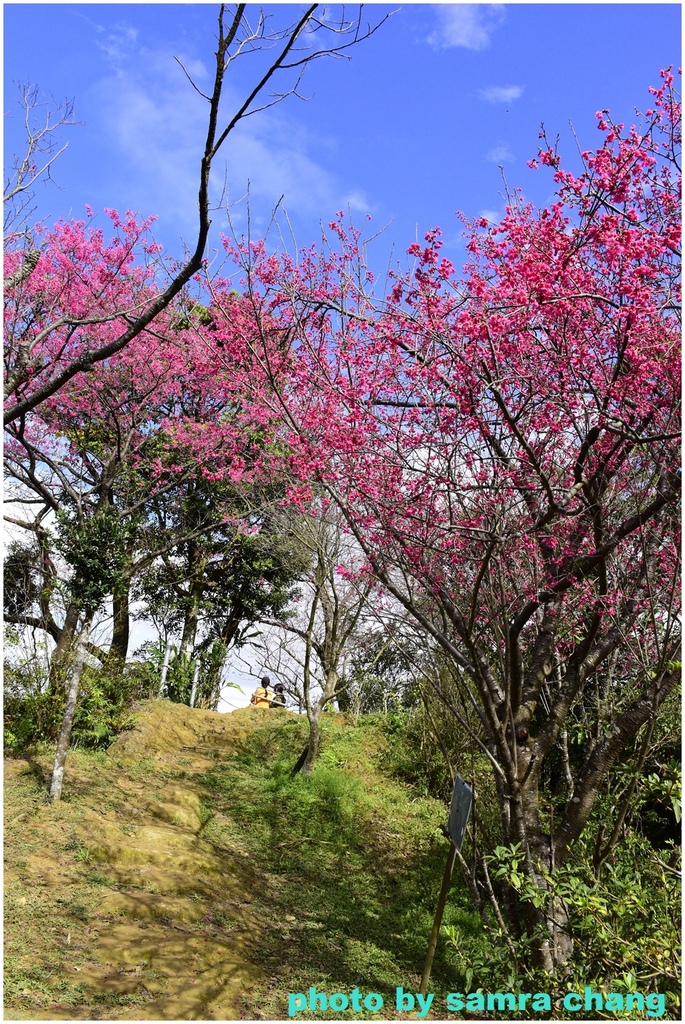 土城太極嶺賞櫻20240204