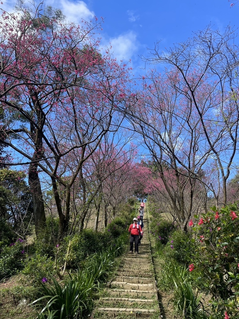 土城太極嶺賞櫻20240204