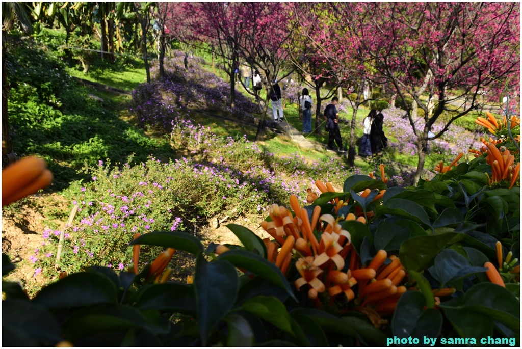 情人節鶯歌永吉公園賞炮仗花20240214