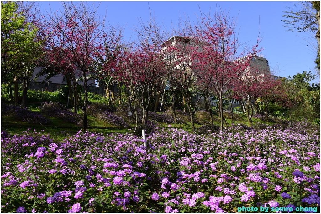 情人節鶯歌永吉公園賞炮仗花20240214