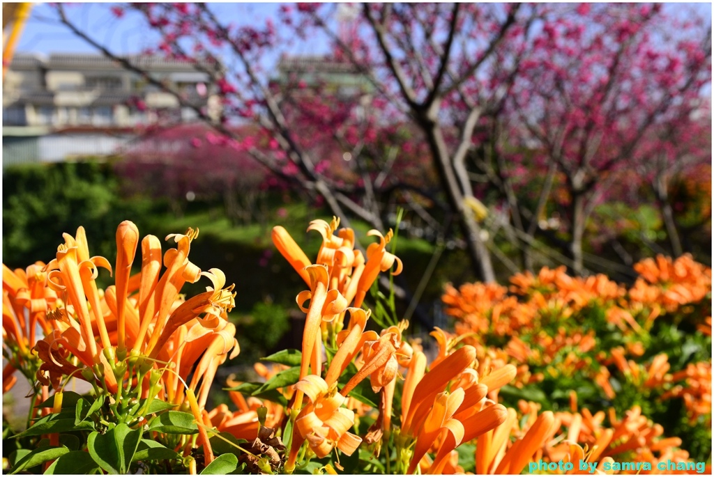 情人節鶯歌永吉公園賞炮仗花20240214