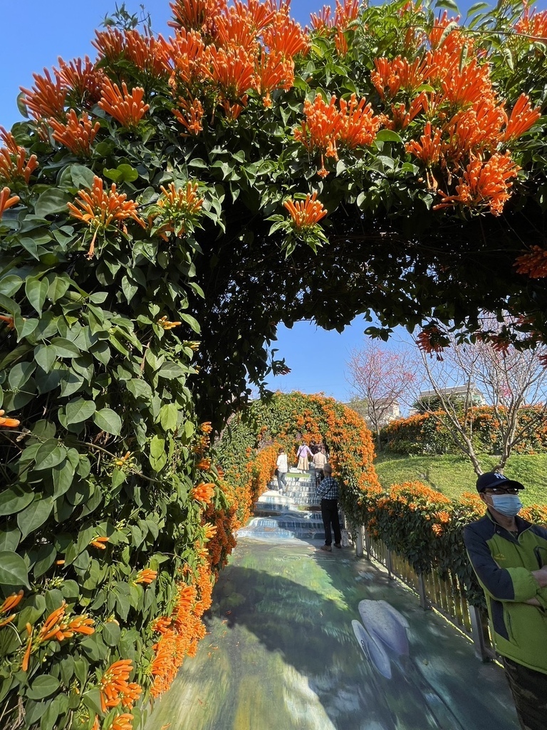 情人節鶯歌永吉公園賞炮仗花20240214